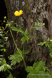 Immagine 4 di 10 - Ranunculus lanuginosus L.