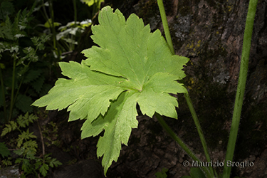 Immagine 6 di 10 - Ranunculus lanuginosus L.