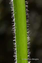 Immagine 7 di 10 - Ranunculus lanuginosus L.