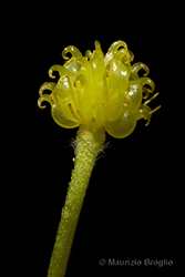 Immagine 8 di 10 - Ranunculus lanuginosus L.