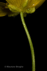 Immagine 9 di 10 - Ranunculus lanuginosus L.