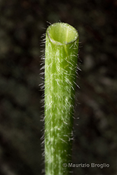 Immagine 10 di 10 - Ranunculus lanuginosus L.