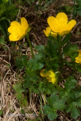 Immagine 3 di 3 - Ranunculus montanus Willd.