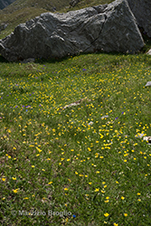 Immagine 1 di 11 - Ranunculus villarsii DC.
