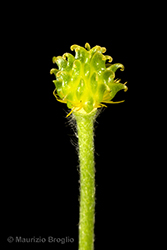 Immagine 6 di 11 - Ranunculus villarsii DC.