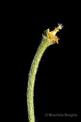 Immagine 7 di 11 - Ranunculus villarsii DC.