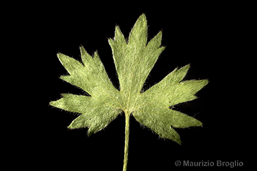 Immagine 10 di 11 - Ranunculus villarsii DC.