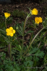 Immagine 2 di 6 - Ranunculus bulbosus L.