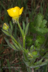 Immagine 3 di 6 - Ranunculus bulbosus L.