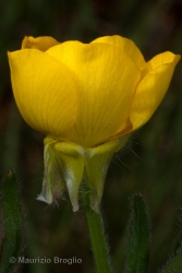 Immagine 4 di 6 - Ranunculus bulbosus L.