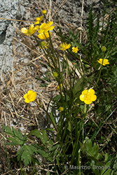 Immagine 2 di 6 - Ranunculus repens L.