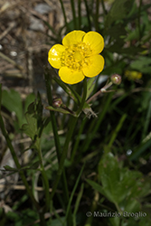 Immagine 3 di 6 - Ranunculus repens L.