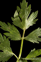 Immagine 5 di 6 - Ranunculus repens L.