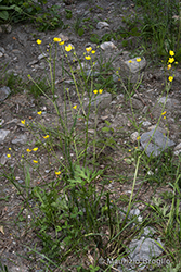 Immagine 1 di 13 - Ranunculus polyanthemophyllus W. Koch & H.E. Hess