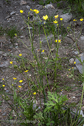 Immagine 2 di 13 - Ranunculus polyanthemophyllus W. Koch & H.E. Hess