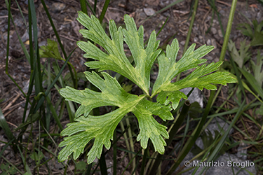 Immagine 3 di 13 - Ranunculus polyanthemophyllus W. Koch & H.E. Hess