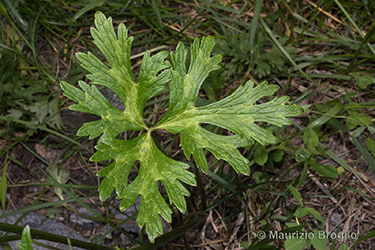 Immagine 4 di 13 - Ranunculus polyanthemophyllus W. Koch & H.E. Hess