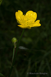 Immagine 6 di 13 - Ranunculus polyanthemophyllus W. Koch & H.E. Hess