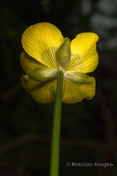 Immagine 7 di 13 - Ranunculus polyanthemophyllus W. Koch & H.E. Hess