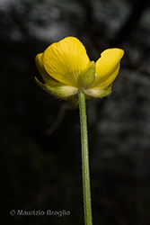 Immagine 8 di 13 - Ranunculus polyanthemophyllus W. Koch & H.E. Hess