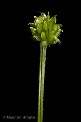 Immagine 9 di 13 - Ranunculus polyanthemophyllus W. Koch & H.E. Hess