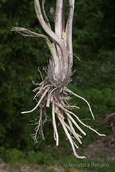 Immagine 13 di 13 - Ranunculus polyanthemophyllus W. Koch & H.E. Hess