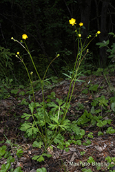 Immagine 1 di 12 - Ranunculus tuberosus Lapeyr.