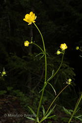 Immagine 2 di 12 - Ranunculus tuberosus Lapeyr.
