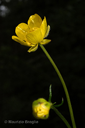 Immagine 4 di 12 - Ranunculus tuberosus Lapeyr.