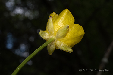 Immagine 5 di 12 - Ranunculus tuberosus Lapeyr.