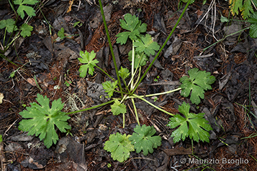 Immagine 6 di 12 - Ranunculus tuberosus Lapeyr.