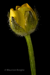 Immagine 10 di 12 - Ranunculus tuberosus Lapeyr.