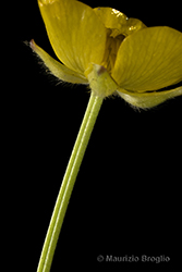 Immagine 11 di 12 - Ranunculus tuberosus Lapeyr.