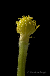 Immagine 12 di 12 - Ranunculus tuberosus Lapeyr.