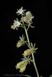 Immagine 3 di 6 - Reseda phyteuma L.