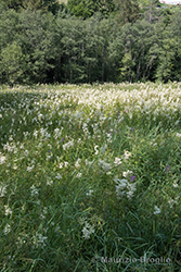 Immagine 4 di 5 - Filipendula ulmaria (L.) Maxim.