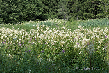 Immagine 5 di 5 - Filipendula ulmaria (L.) Maxim.