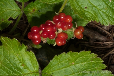 Immagine 2 di 7 - Rubus saxatilis L.