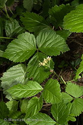 Immagine 3 di 7 - Rubus saxatilis L.