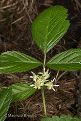 Immagine 4 di 7 - Rubus saxatilis L.