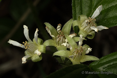 Immagine 5 di 7 - Rubus saxatilis L.