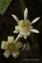 Immagine 6 di 7 - Rubus saxatilis L.