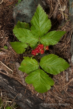 Rubus saxatilis L.