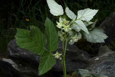 Immagine 1 di 5 - Rubus idaeus L.
