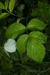 Immagine 2 di 5 - Rubus idaeus L.