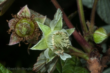 Immagine 3 di 5 - Rubus idaeus L.