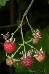 Immagine 4 di 5 - Rubus idaeus L.