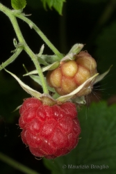 Immagine 5 di 5 - Rubus idaeus L.