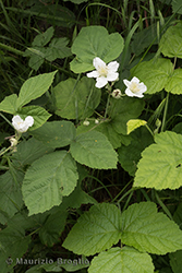 Immagine 1 di 5 - Rubus caesius L.