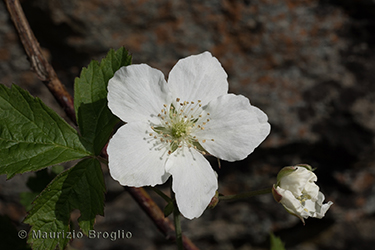 Immagine 3 di 5 - Rubus caesius L.
